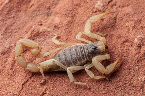 Scorpions in California: Where They Live and Often They Sting - AZ Animals