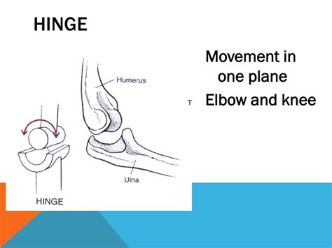 PPT - Joints of the Skeletal System PowerPoint Presentation, free ...