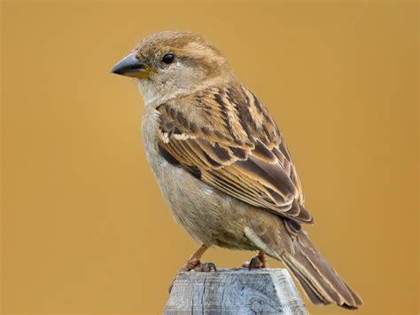 Is this a female house finch? La Jolla, California : r/whatsthisbird