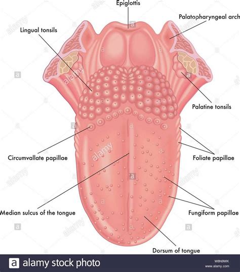 Papillae Anatomy