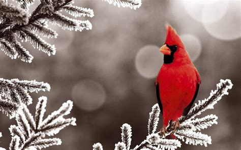 Winter Birds Wallpaper (66+ images)