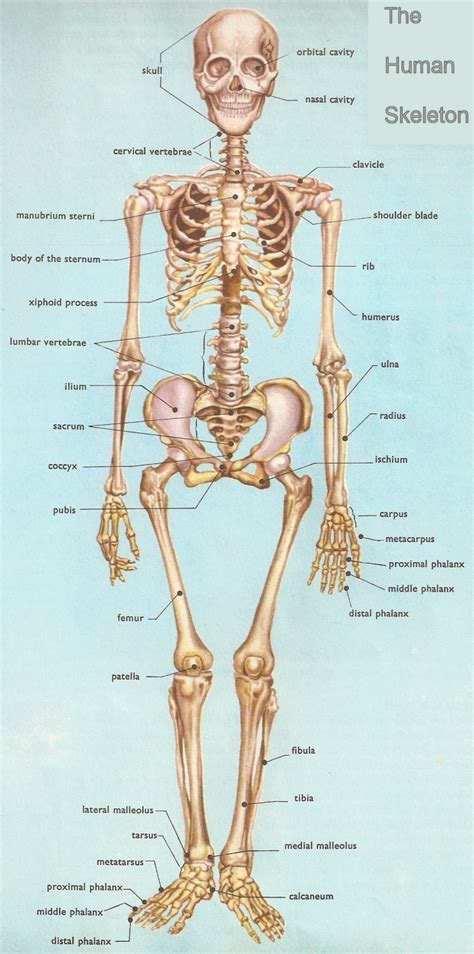 City Distributers: Human Bones