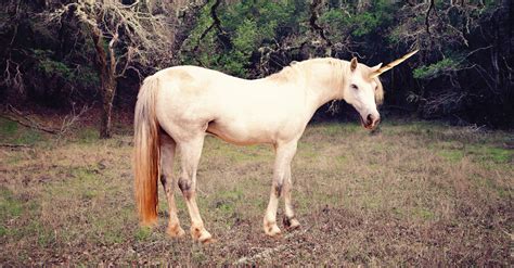 How the Unicorn Became Scotland's National Animal | VinePair