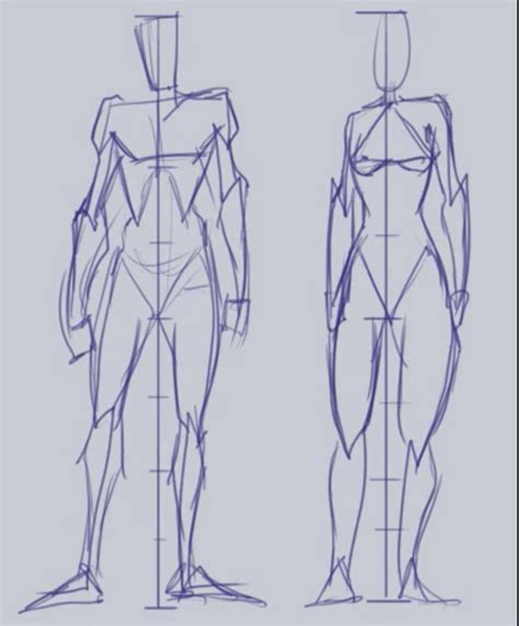 Simple Sycra Anatomy | Anatomy Reference