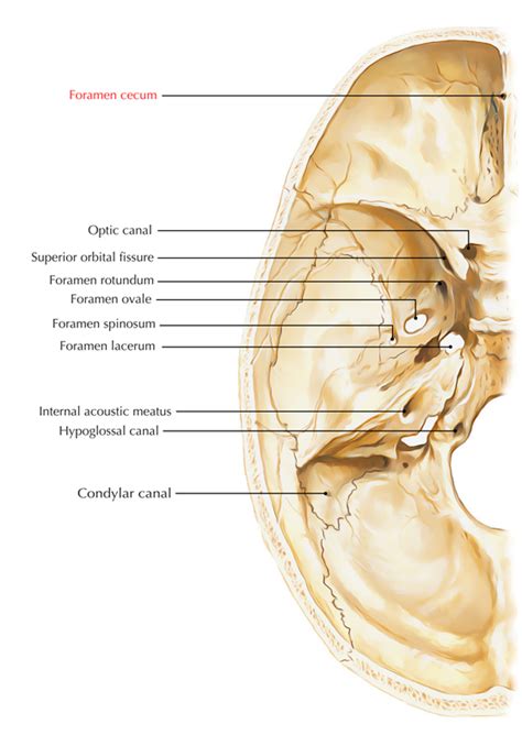 Foramen Cecum of Frontal Bone – Earth's Lab