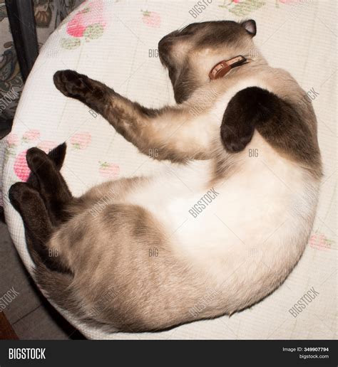 Siamese Cat Sleeping. Image & Photo (Free Trial) | Bigstock