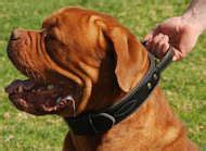 French 【Mastiff】 2 ply leather agitation dog collar with handle : Mastiff Breed: Harnesses ...