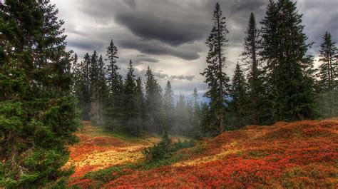 Old Forest Background by Burtn on DeviantArt