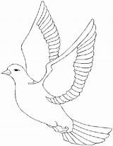 Free White Dove Coloring Page Download  sketch template