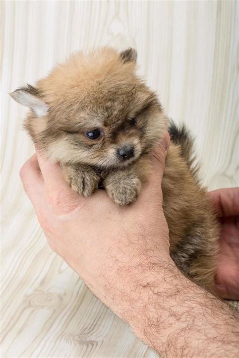 Pomeranian spitz dog 12831949 Stock Photo at Vecteezy