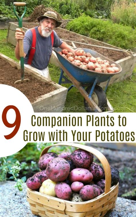 Companion Plants For Potatoes - One Hundred Dollars a Month