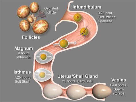 Avian female reproductive tract – Veterinary Histology