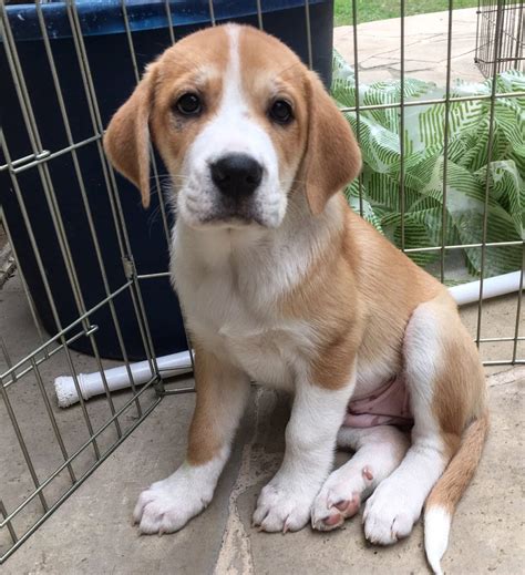 Adopt Scarlet - Plott hound/St. Bernard mix puppy - New Hope Animal Rescue, Austin TX