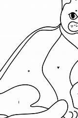 Bombay Cat coloring Page ♥ Online And Print For Free sketch template