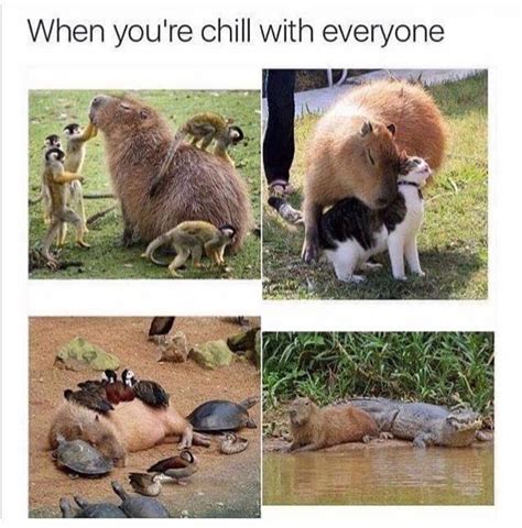 WholesomeMemes (@WholesomeMeme) / Twitter | Funny animal pictures, Funny animals, Funny animal memes