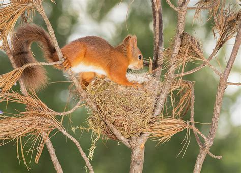 Red Squirrel On Tree In Birds Nest Photograph by Geert Weggen | Pixels