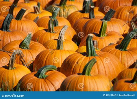 Pumpkin Farm stock photo. Image of season, specific, farming - 16311262