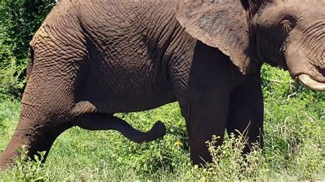 Elephant with five legs in Kruger National park south Africa - YouTube