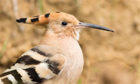 Hopin’ For Hoopoes