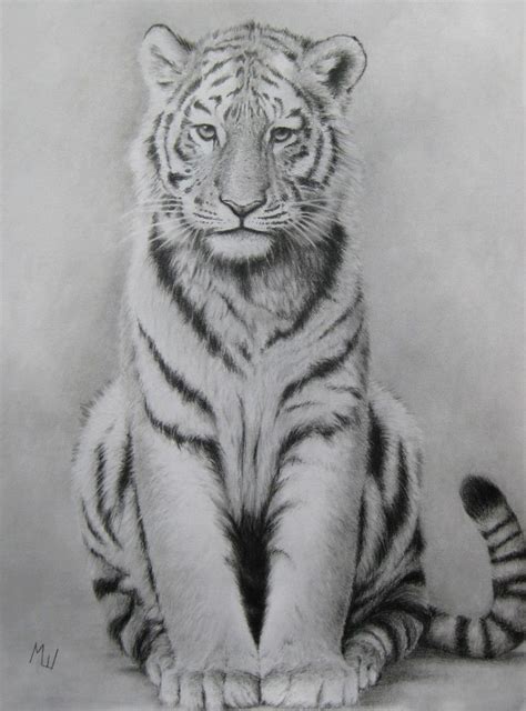 Pencil Drawing of a Tiger | Realistic animal drawings, Tiger drawing ...