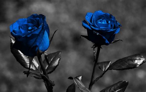 blue roses wallpaper |Rose Wallpapers