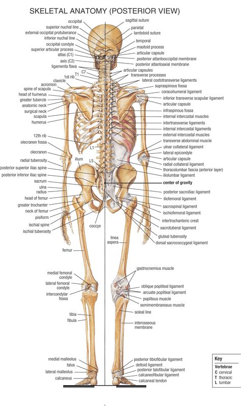 Human Anatomy - Ken To Fude No Ryu Kenshu Kai Karate - Soke Solly Said