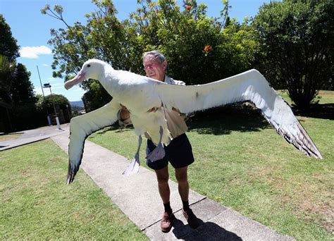 Rare Albatross given the royal treatment - NZ Herald