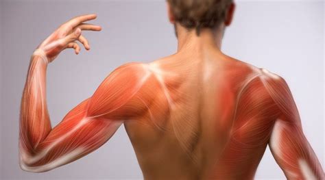 Muscle Soreness – What May Cause It and How to Avoid It - Vintank