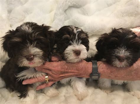 Havanese Puppies For Sale Orlando Florida - Pudding to come