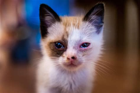 Kitten & Cat Conjunctivitis | Somerset County Emergency Vet
