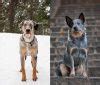 5 Things to Know About Catahoula Blue Heeler Mix Dog | ZooAwesome
