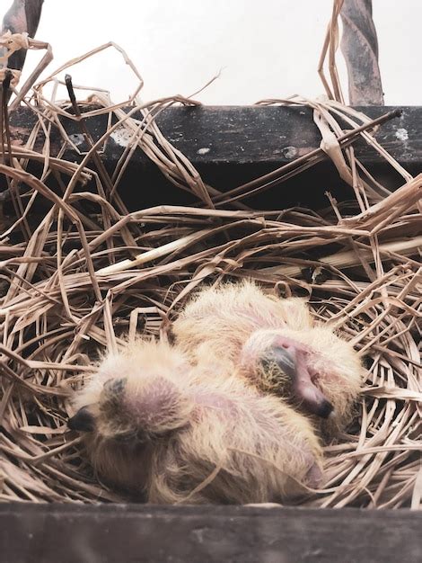 Premium Photo | Baby birds in a nest