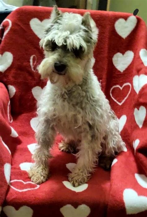 Dog for Adoption - Silver/white parti, a Schnauzer in Noble County, OH | Alpha Paw