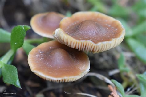 The 3 best Psilocybe subaeruginosa Identification Guides