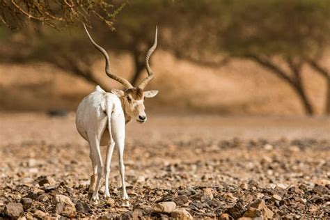 Top 10 Most Endangered Animals in Africa - Species Near Extinction