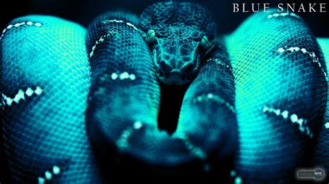 Blue Snake Wallpapers - Wallpaper Cave