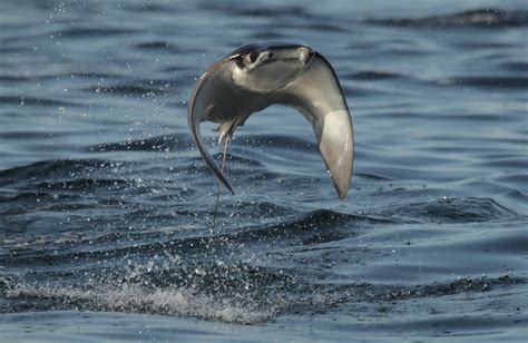 Amazing Footage of Soaring Devil Rays Taking Flight Above the Ocean's ...