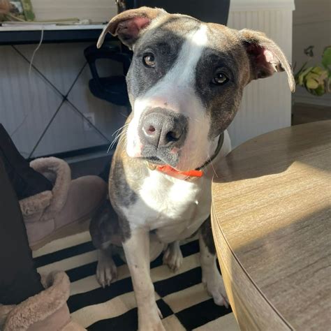 🌸 Meet Mayumi (aka Maymay!) 🌸 This sweet girl is looking for a new