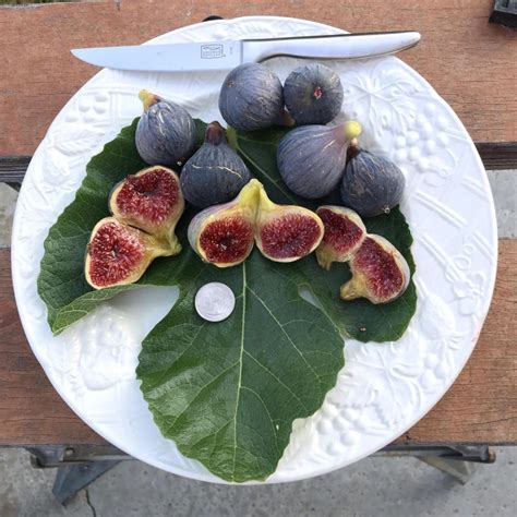 Black Cutting Tree - Etsy