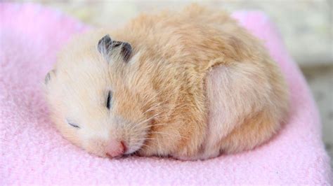 hamster care tips   long time hamster parent petsradar