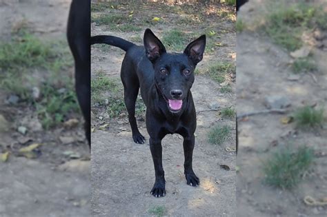 Kascha aus sucht ein neues Zuhause