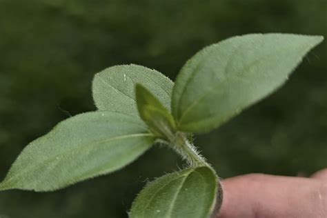 Serena abweh everything done at such a nice slow constant