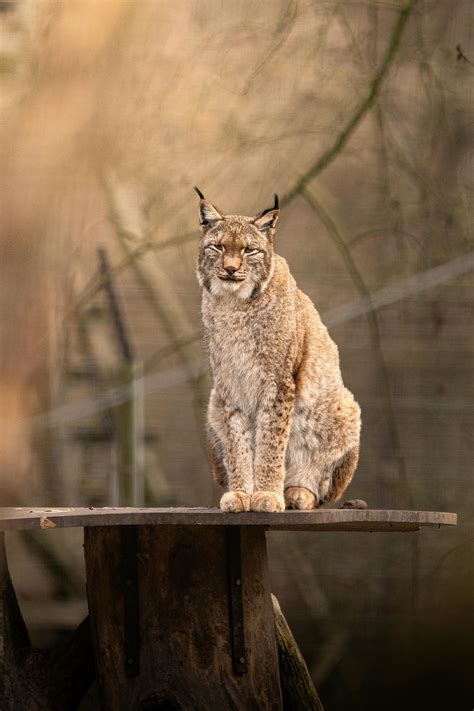 Big+Vs+Little+Boobs+Milf+Naked Photos, Download The BEST Free Big+Vs