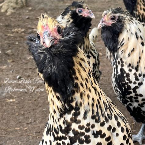 Confession: I have a love/hate relationship with Showgirls (naked necks