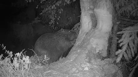 Wildlife Activity Captured by a Hidden Forest Camera