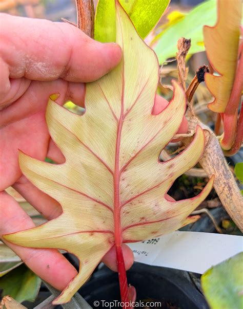 Philodendron radiatum 'Palm Fingers' (Cut-Leaf Philodendron) | Top ...