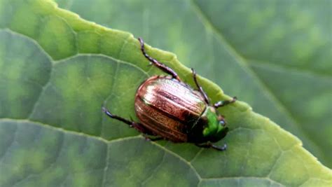 Skye sutton leaked the lady Sophia greeted me at the door