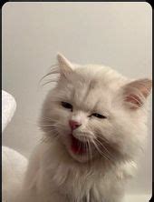 side eye car | Cute cats, Baby cats, Cat memes