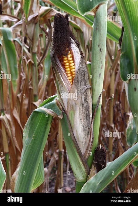Mature husk hi-res stock photography and images - Alamy