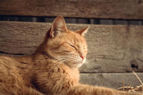 Thousands of Cats Drop Dead in Cyprus as Killer Virus Sparks Fears of ...